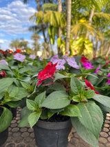 Sunpatiens PT 13