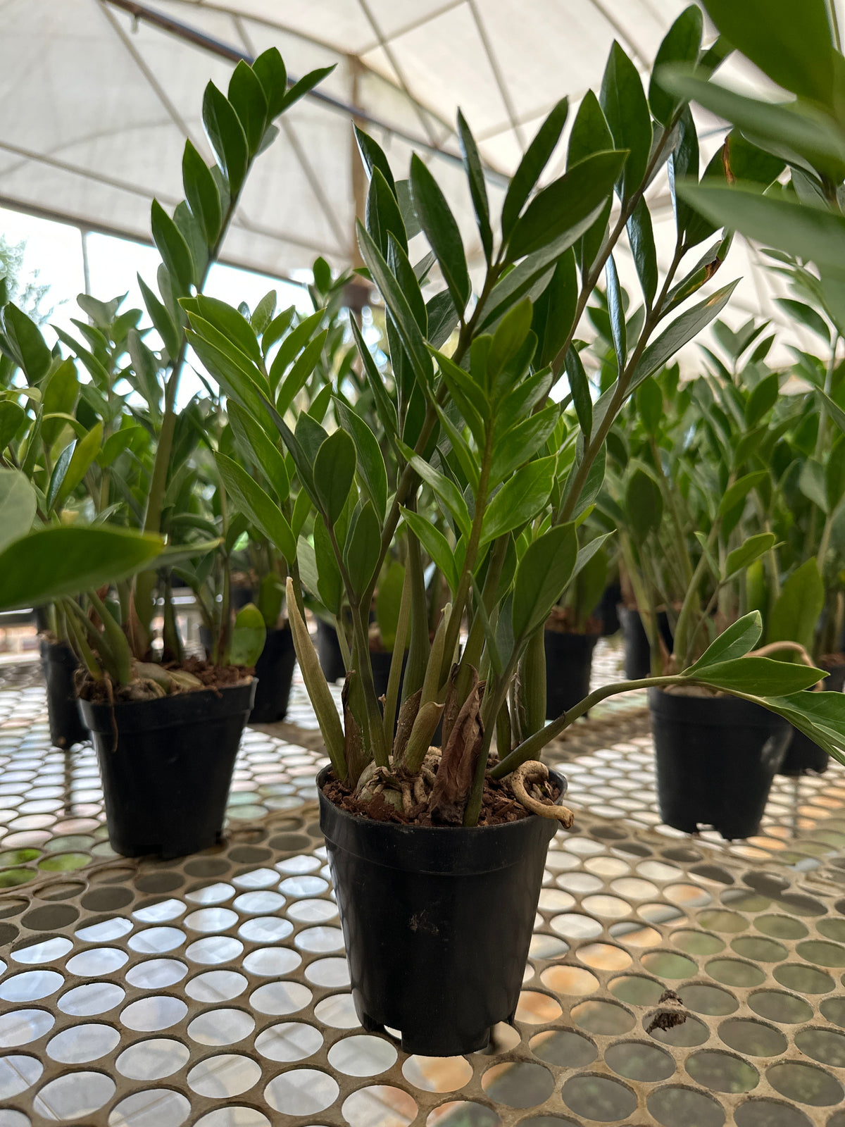 Zamioculcas Mini PT 09