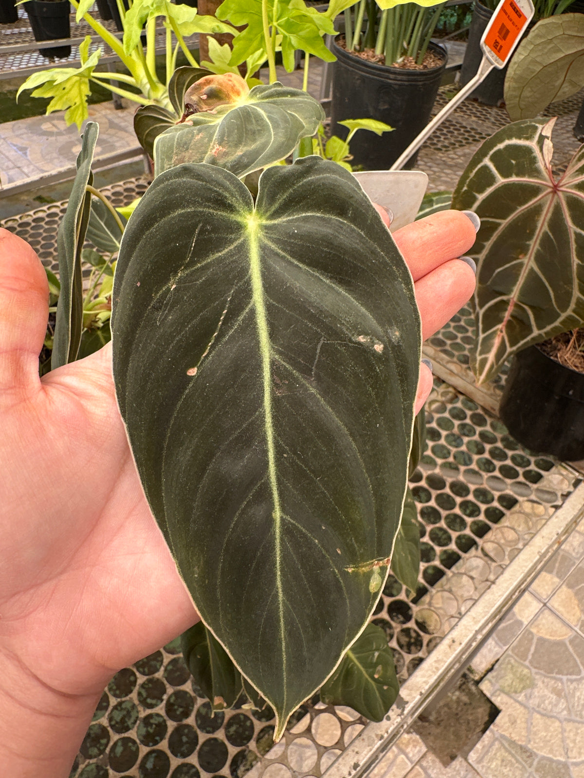 Filodendro Melanochrysum PT 15