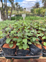 Elevante (saquinho)