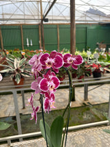 Orquídea Phalaenopsis