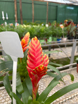 Bromélia vrisea PT 13