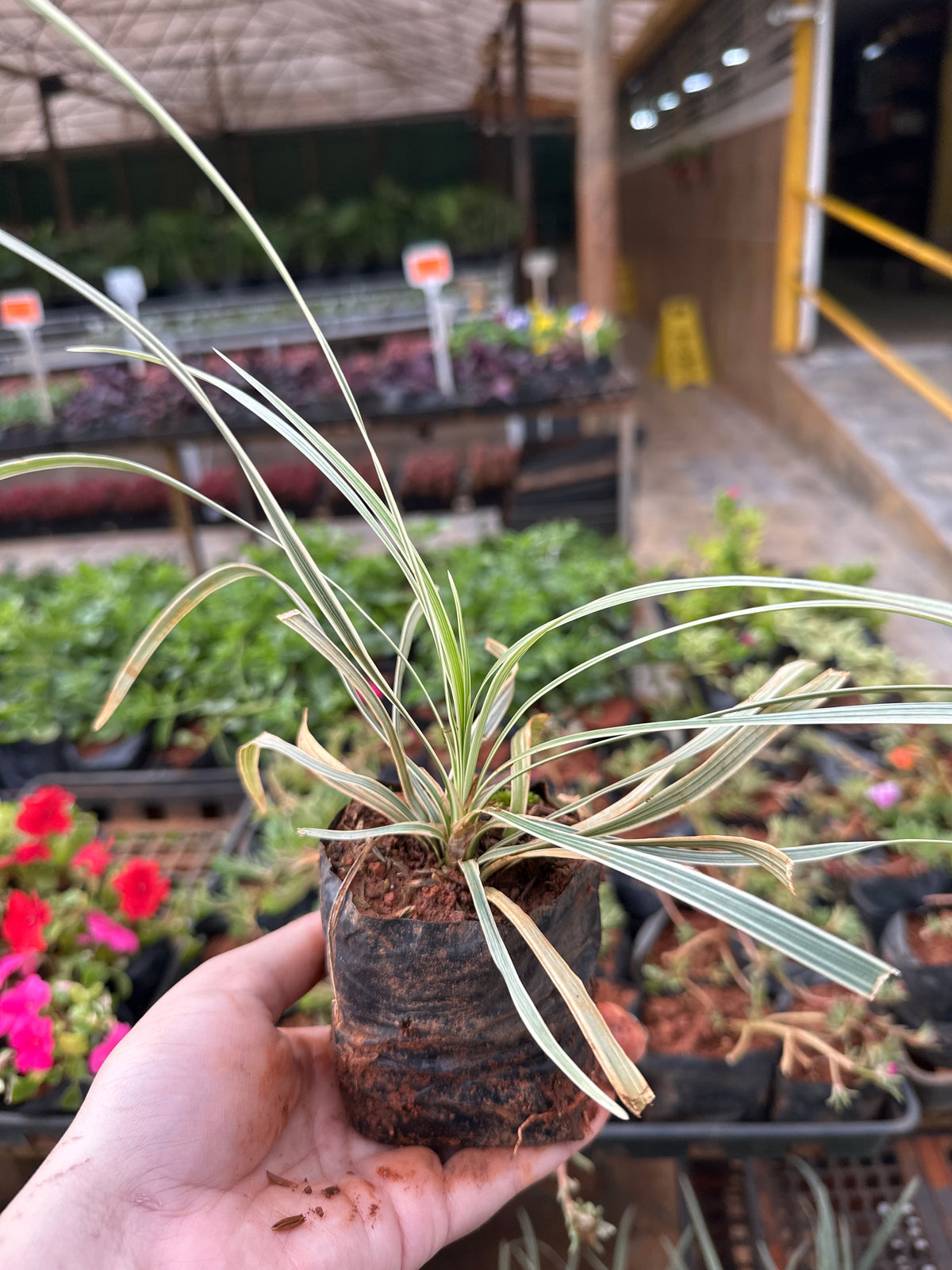 Liriops variegato (saquinho)