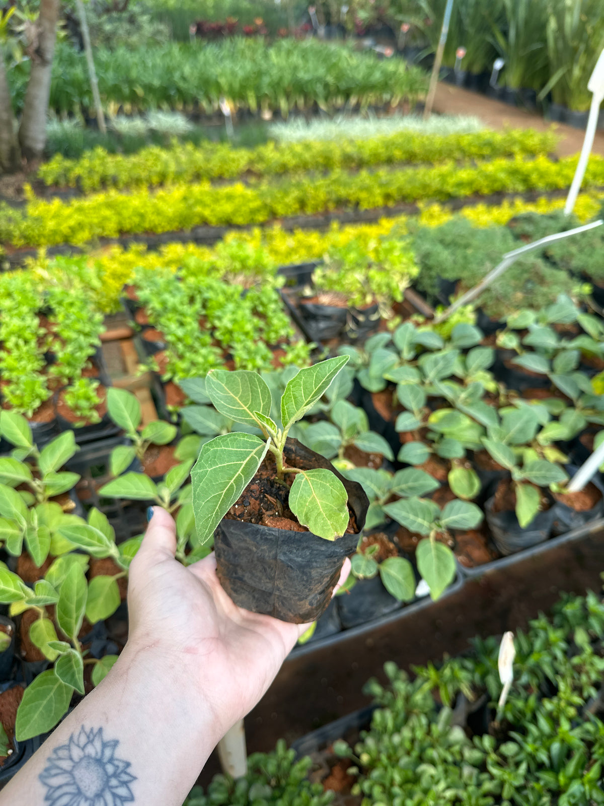 Jiló (saquinho)