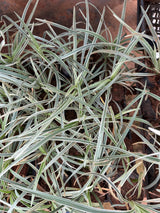 Liriops variegato (saquinho)