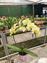 Orquídea Phalaenopsis