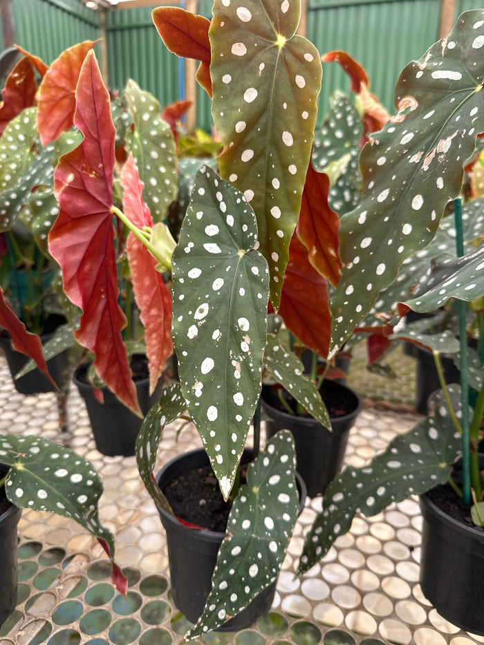 Begônia maculata PT 15