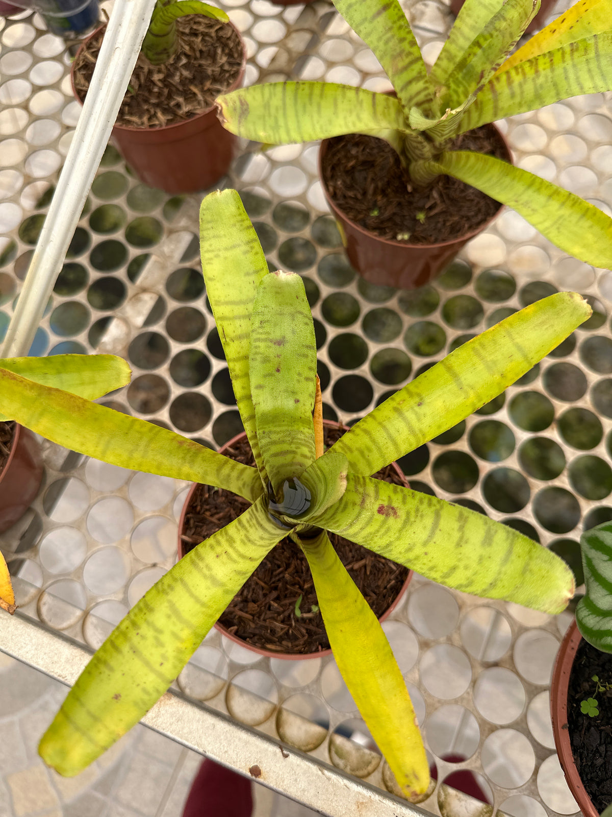 Bromélia neoregelia ampullacea