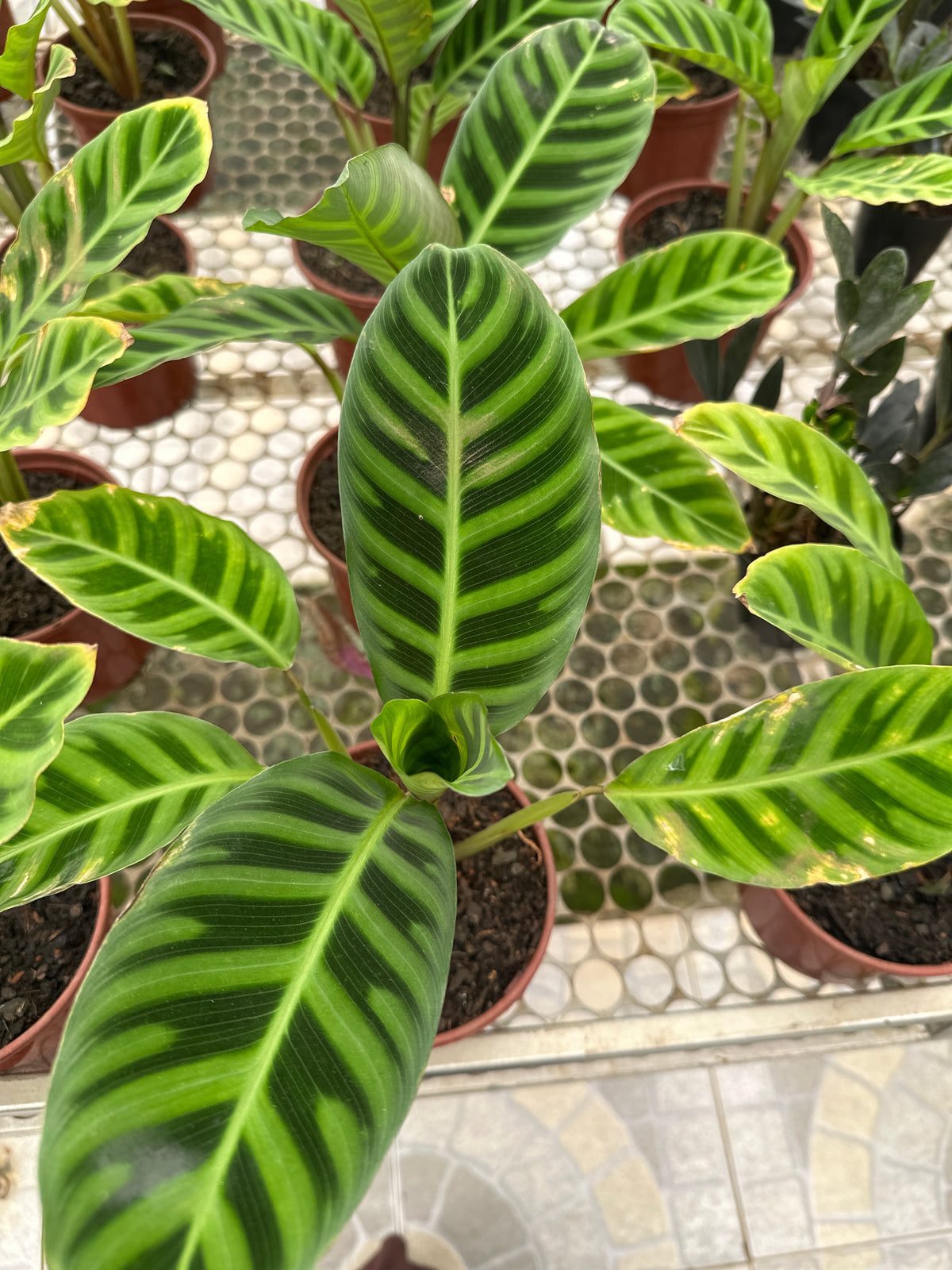 Maranta Zebrina PT 14
