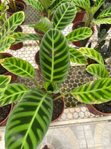 Maranta Zebrina PT 14