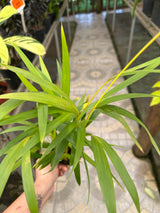 Palmeira Areca Bambu PT 11