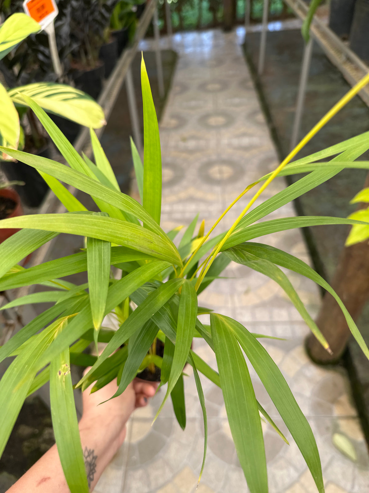 Palmeira Areca Bambu PT 11