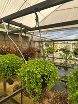 Barba de Moisés verde/variegata C 21