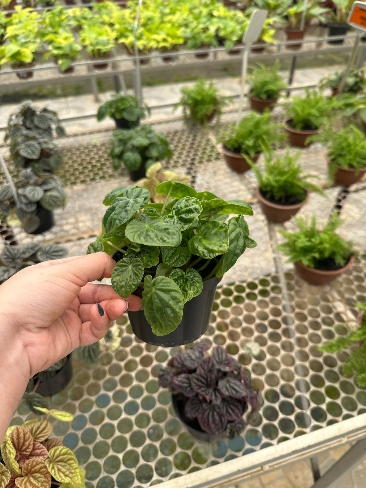 Peperômia Variada PT 11