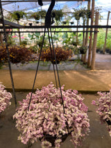 Tostão Bola Rosa/Variegato C 21