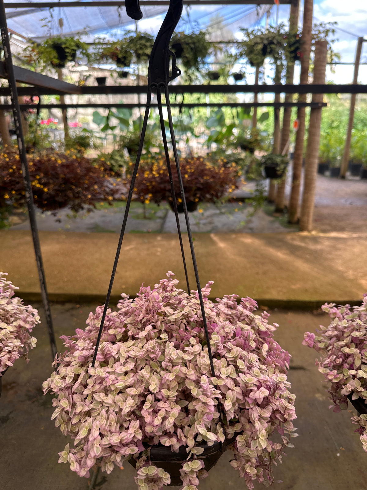Tostão Bola Rosa/Variegato C 21