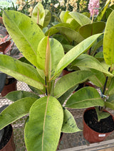Ficus elastico shivereana PT 17
