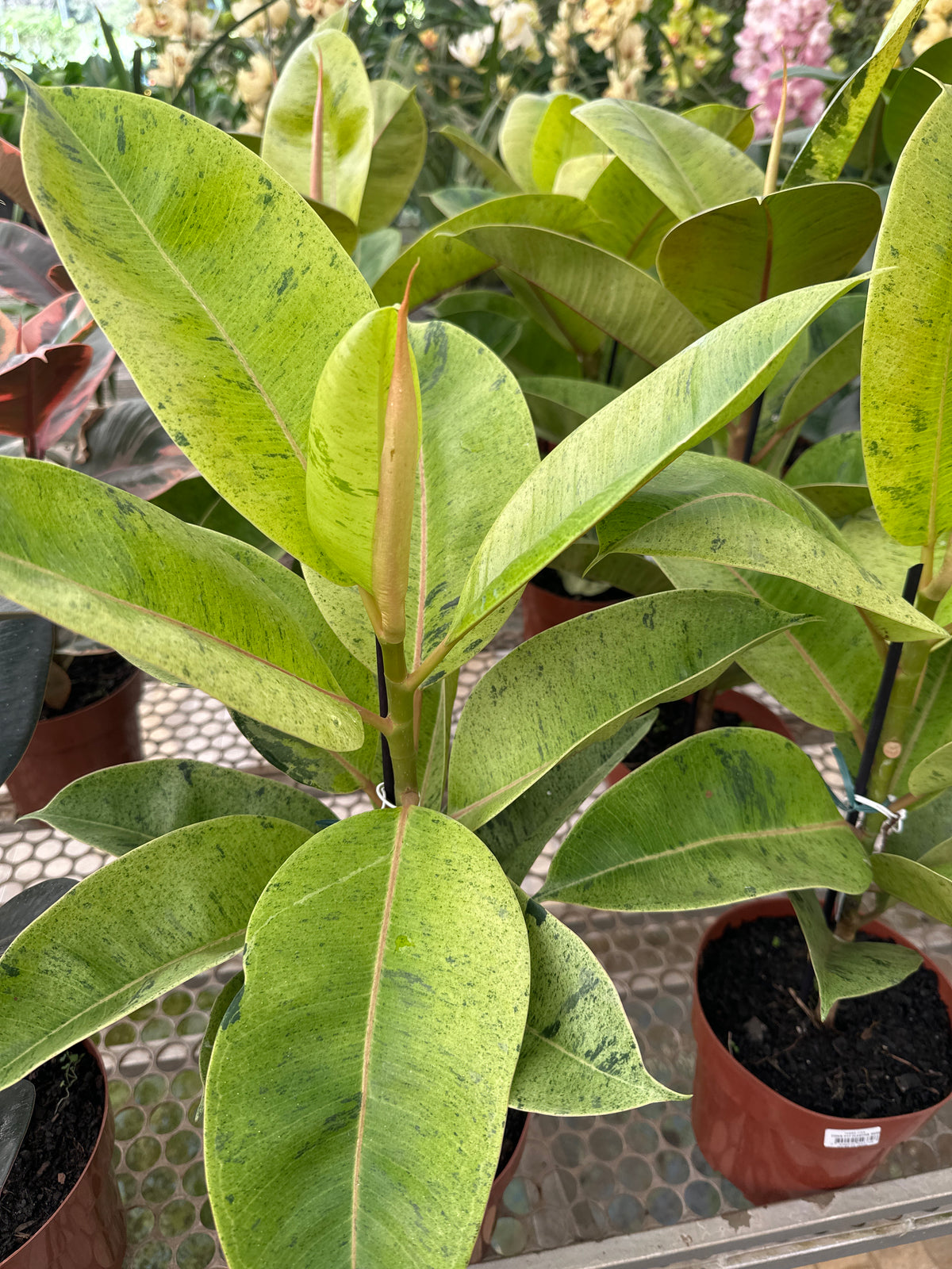Ficus elastico shivereana PT 17