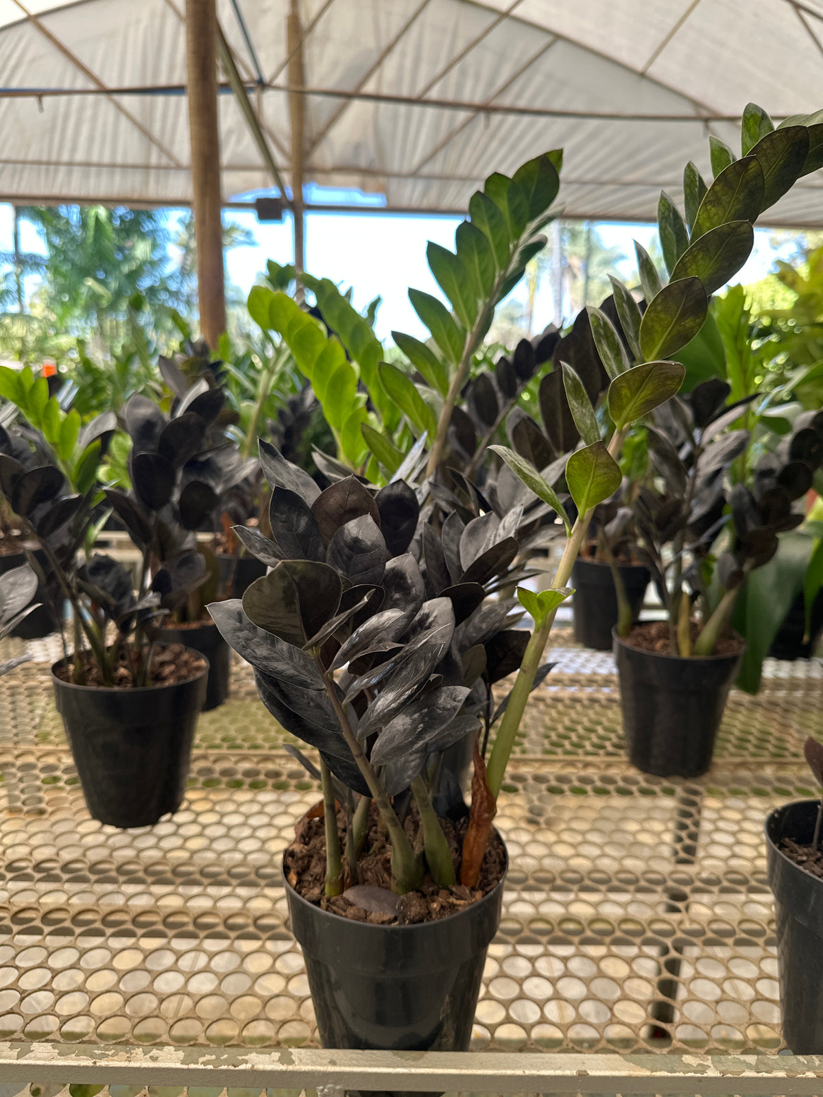 Zamioculcas Black PT 17