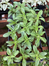 Sálvia Ornamental (saquinho)