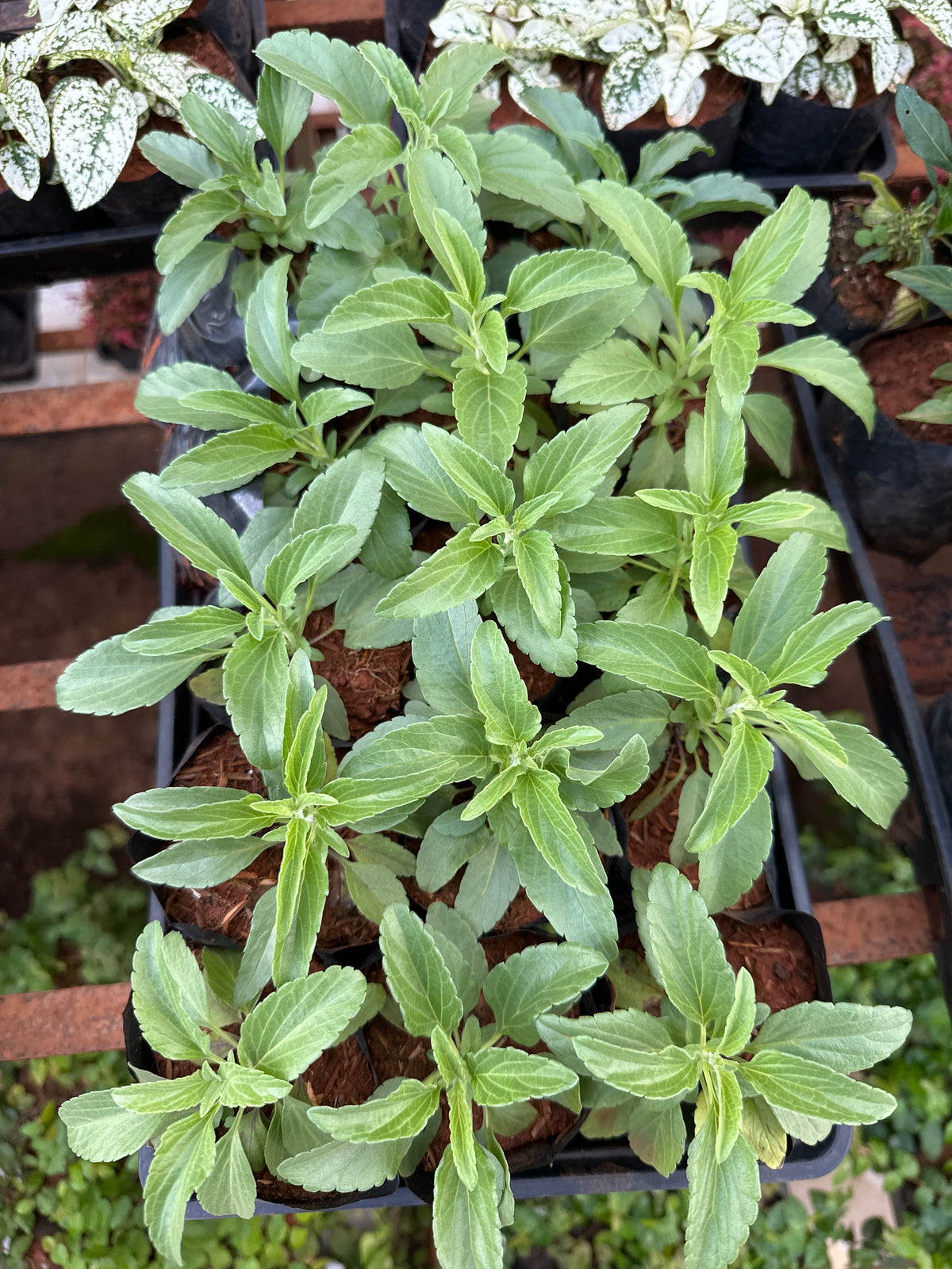 Sálvia Ornamental (saquinho)