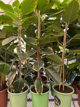 Ficus altissima PT 24
