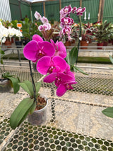 Orquídea Phalaenopsis