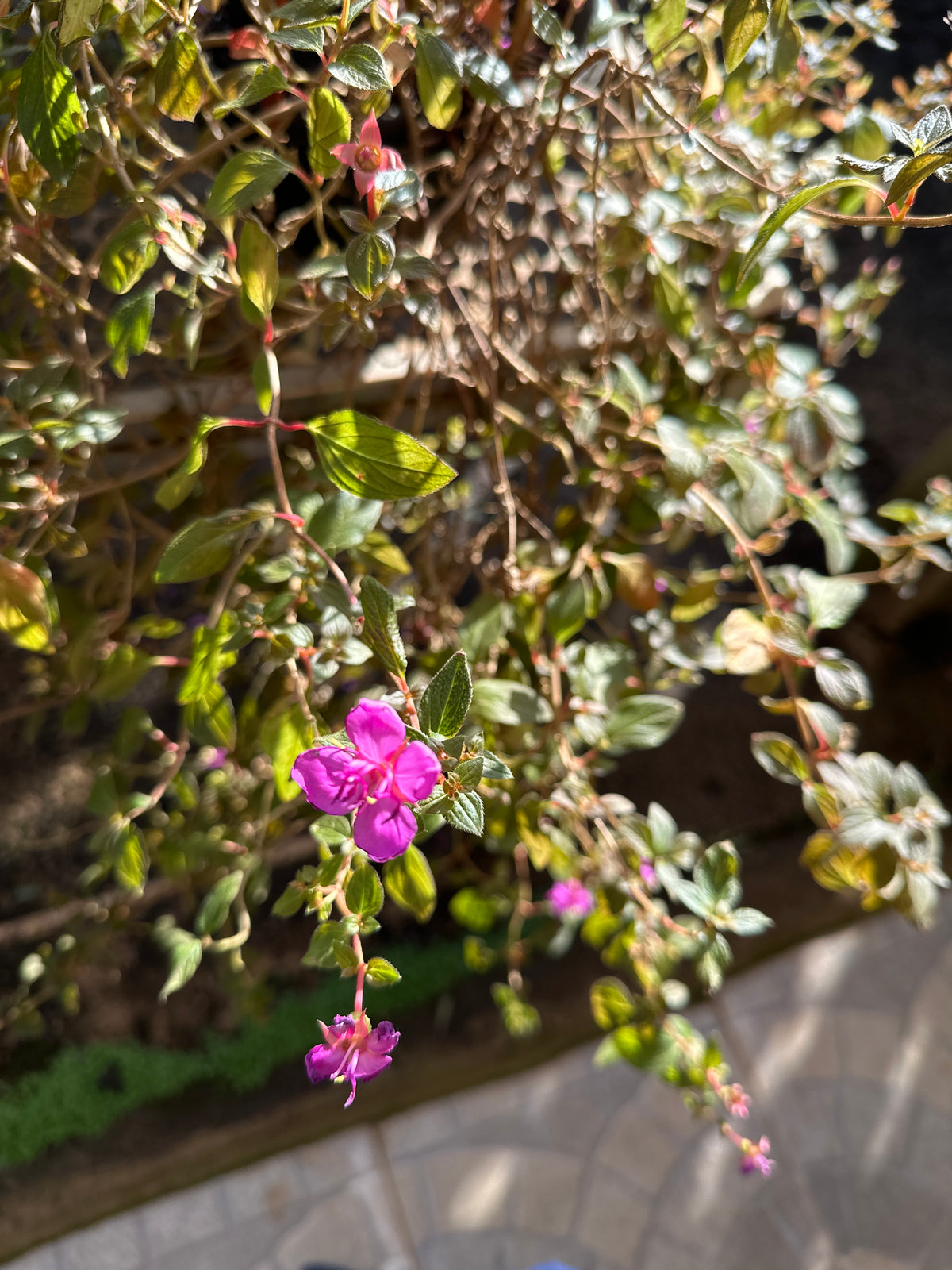 Centradenia C 21
