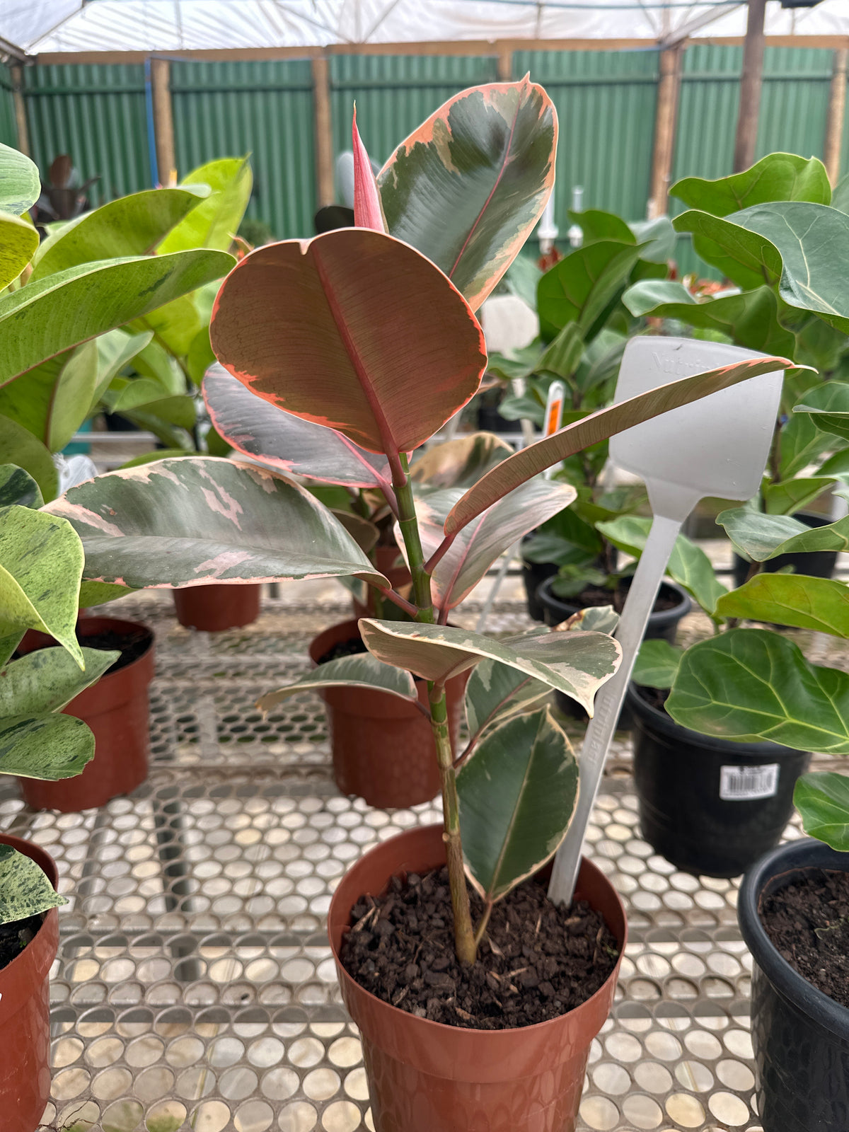 Ficus elastico ruby PT 17