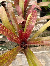 Bromélia Billbergia Morada