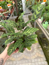 Maranta Variada PT 14