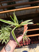 Clorofitos (saquinho)