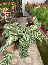 Maranta Variada PT 14