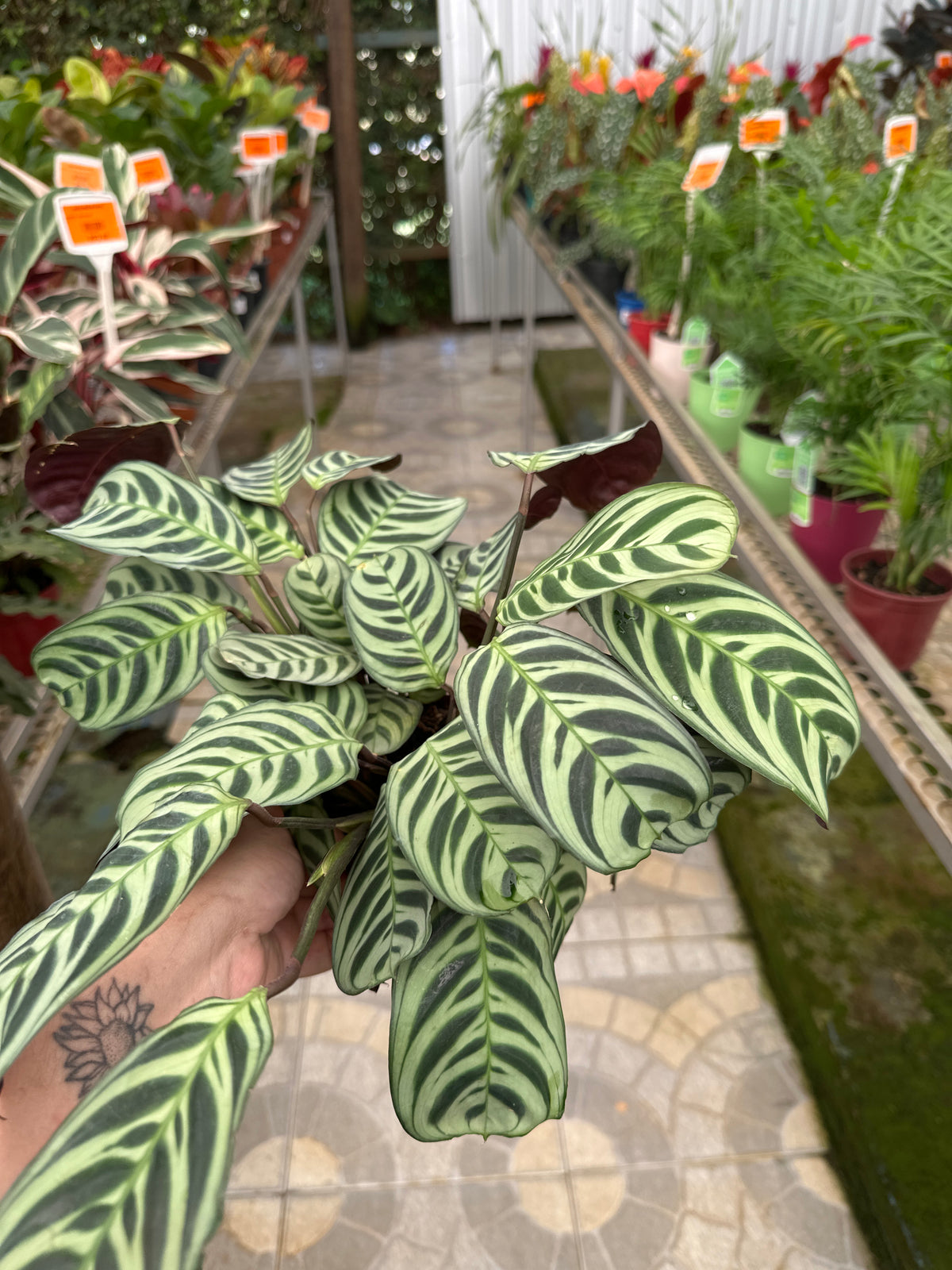 Maranta Variada PT 14