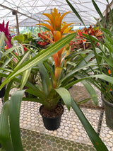 Bromélia guzmania