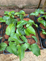 Guaco (saquinho)