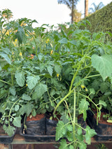 Tomate Cereja (saquinho)