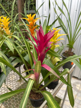 Bromélia guzmania ametista