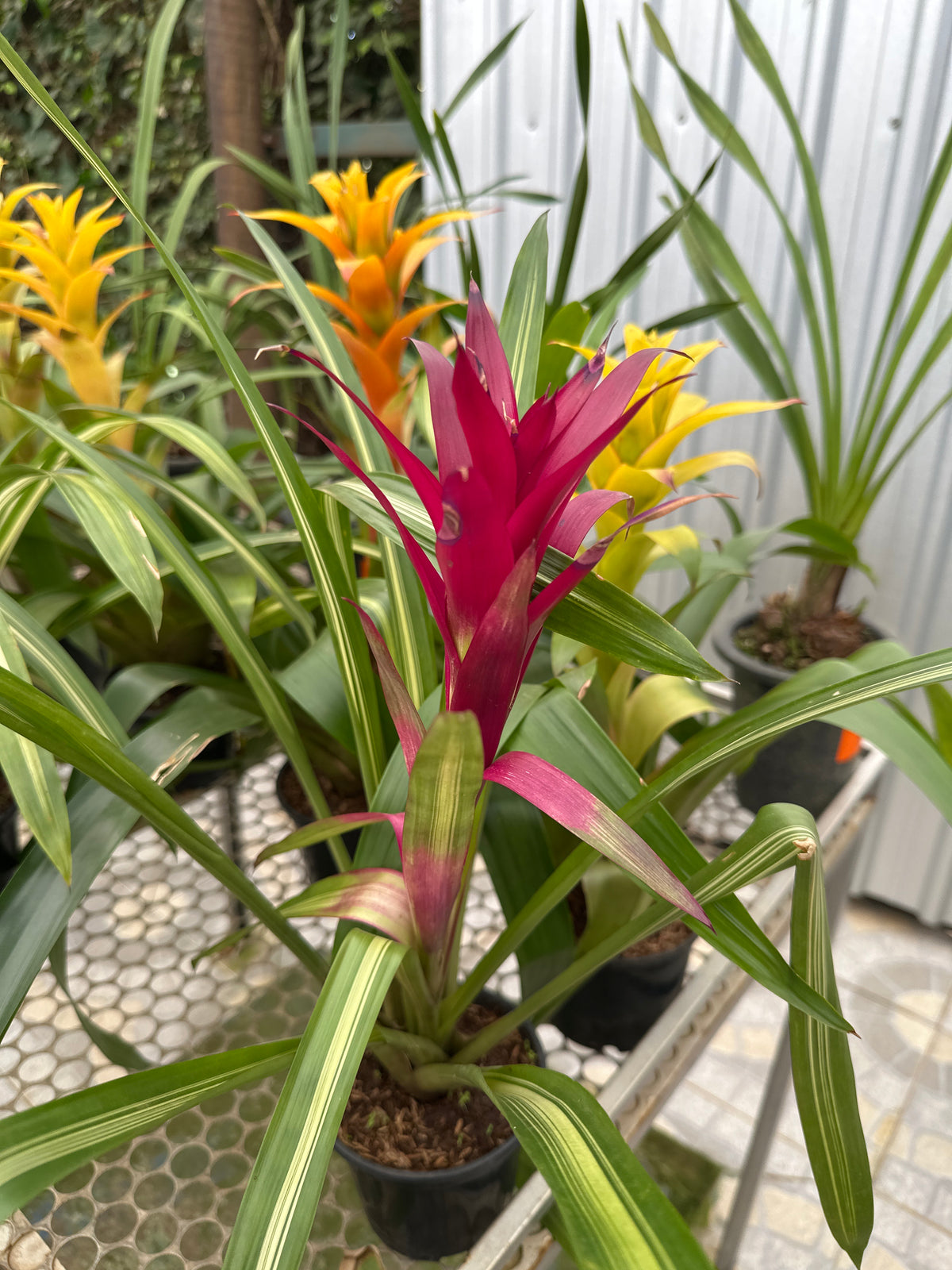 Bromélia guzmania ametista