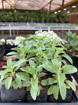 Sálvia Ornamental (saquinho)