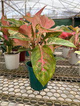 Aglaonema variada PT 12