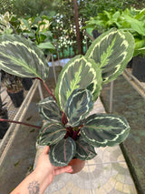 Maranta Variada PT 17