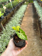 Singônio (saquinho)