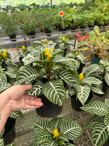 Aphelandra