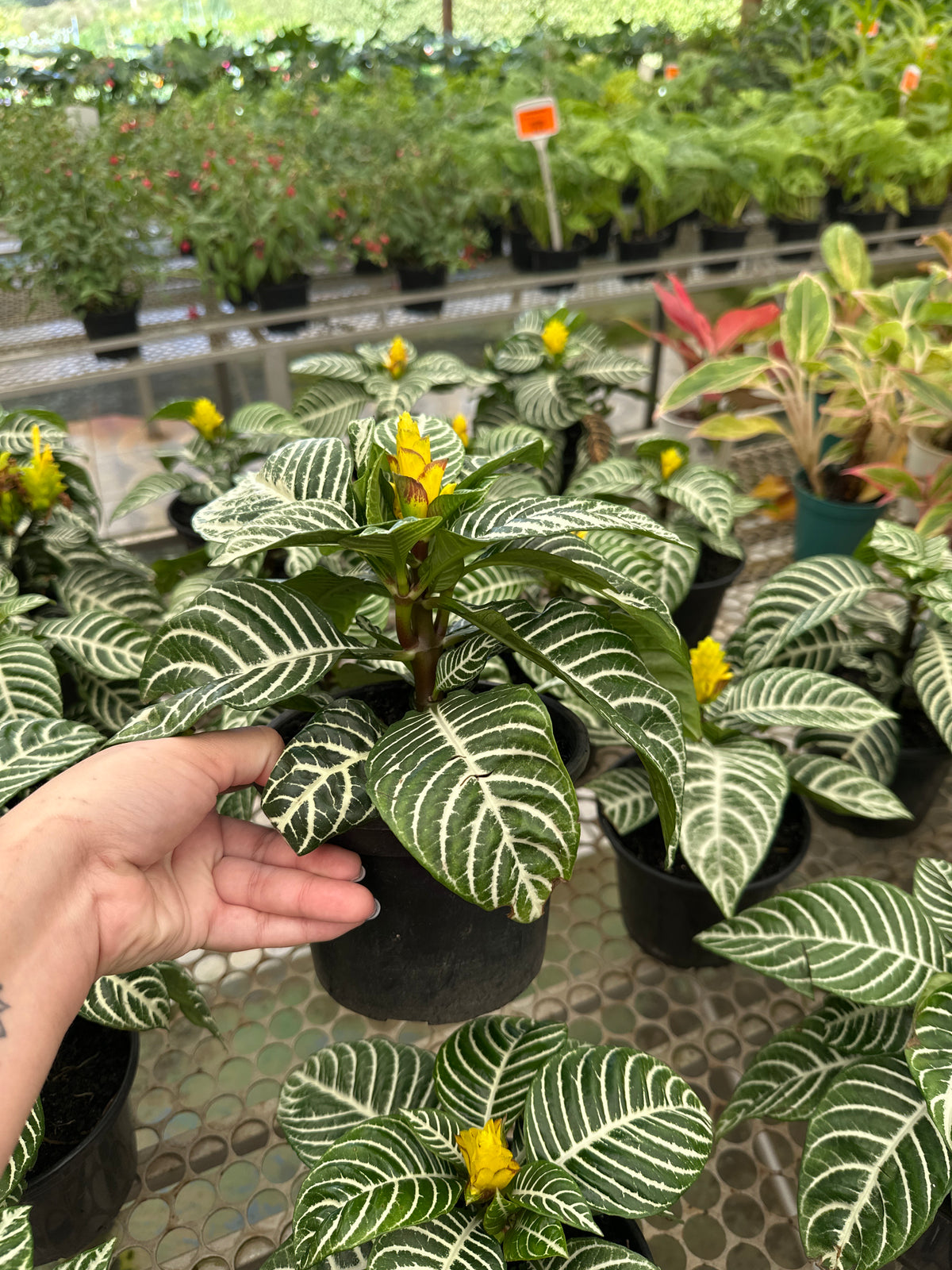 Aphelandra