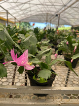 Flor de maio PT 11