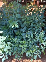 Arruda (saquinho)