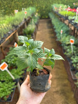 Pimenta (saquinho)