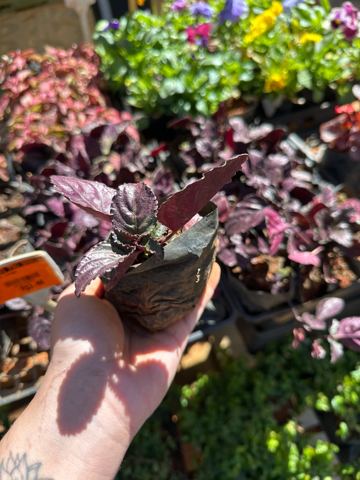 Hemigraphis (saquinho)