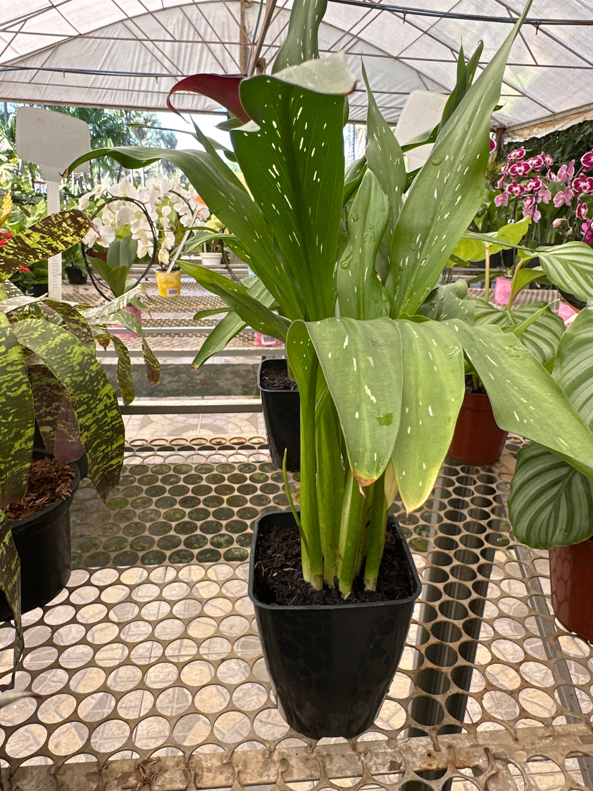 Calla PT 14
